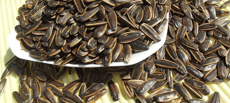 how-to-roast-spiced-sunflower-seeds-with-belt-food-dryer-peanut-roaster