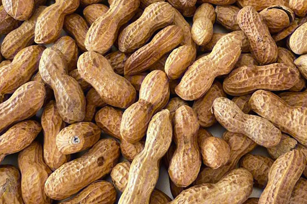 Why does the peanut roaster machine roast unevenly?